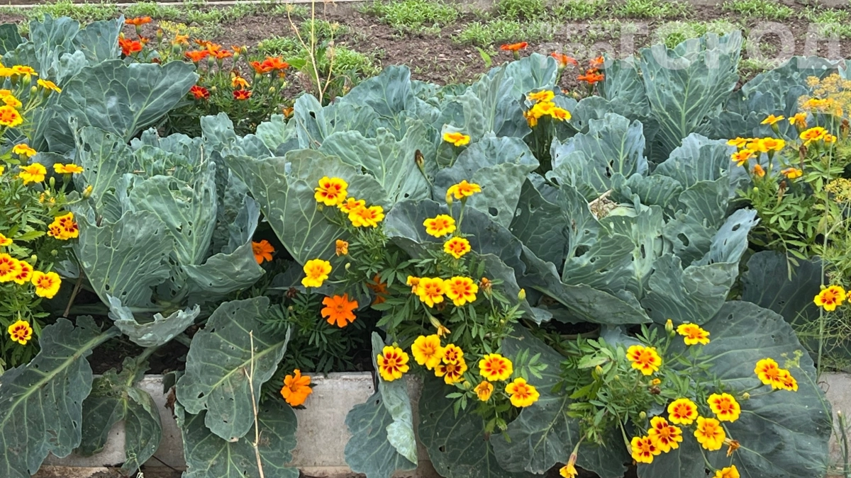 Бархатцы могут навредить вашему саду: 4 места, куда их точно не стоит высаживать — узнайте сейчас