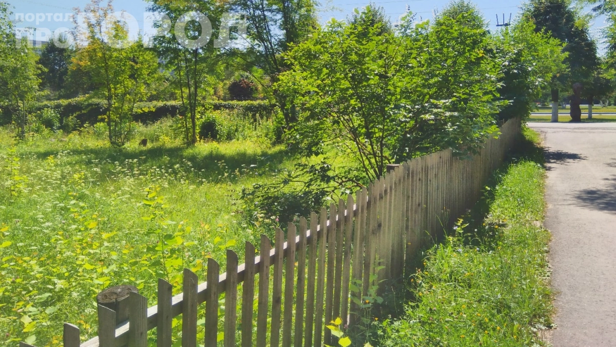 Ваш забор сгниёт через 5 лет, а этот простоит полвека: раскрываю секрет дедовских заборов из секретного дерева