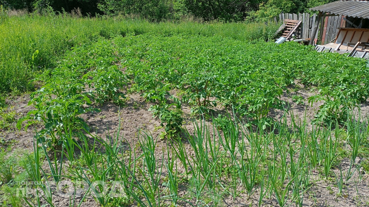 Не выбрасывайте кофейную гущу: соседка показала трюк, после которого её огород ожил и начал плодоносить в три раза лучше
