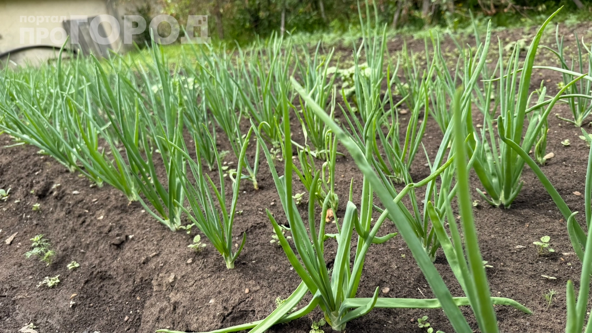 Три года подряд лук уходил в стрелку: выполнила 4 секрета от продавщицы — получила крупные головки