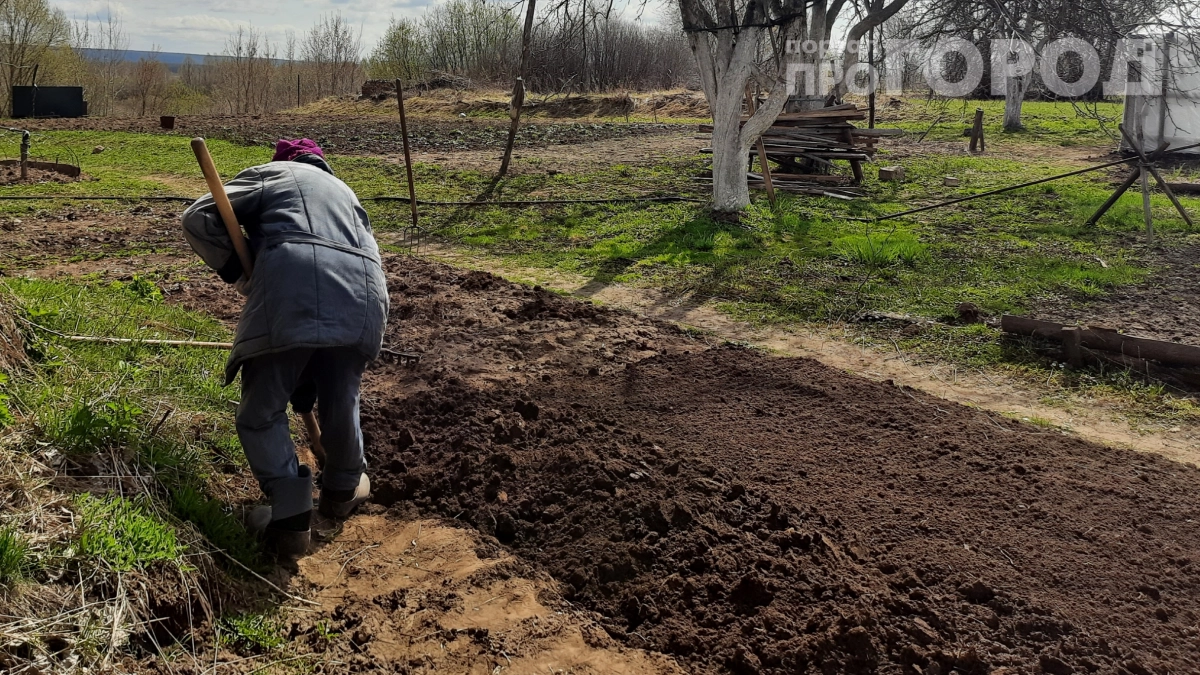 Бросил лопату в сарай: 400 граммов гипса превратили мой глиняный огород в чернозём за один вечер