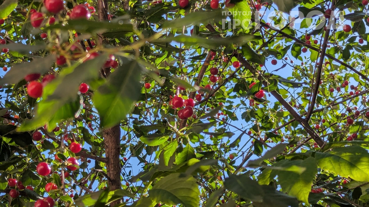 5 лет кормил вишню мочевиной, а потом перешёл на золу и крапиву: ягоды выросли в 2,4 раза