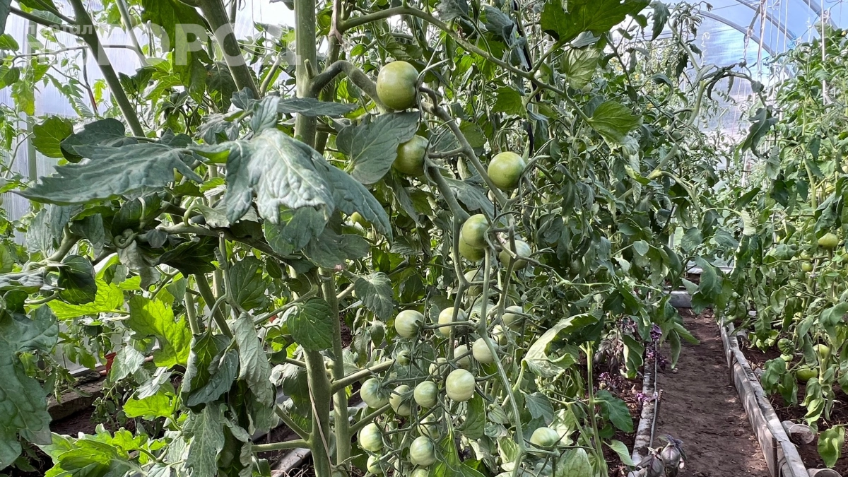 Дачники тайком покупают манку мешками и вот почему: безопасный способ защитить томаты и картошку