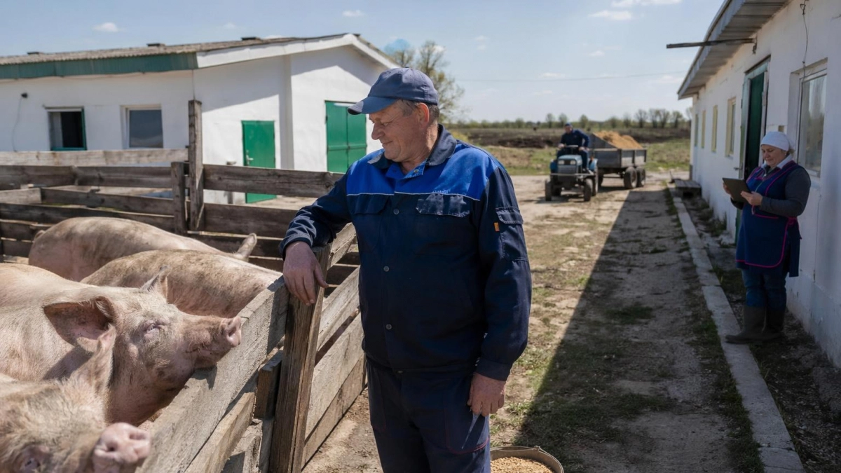 Курск нарастил производство мяса в 5,2 раза за первый квартал