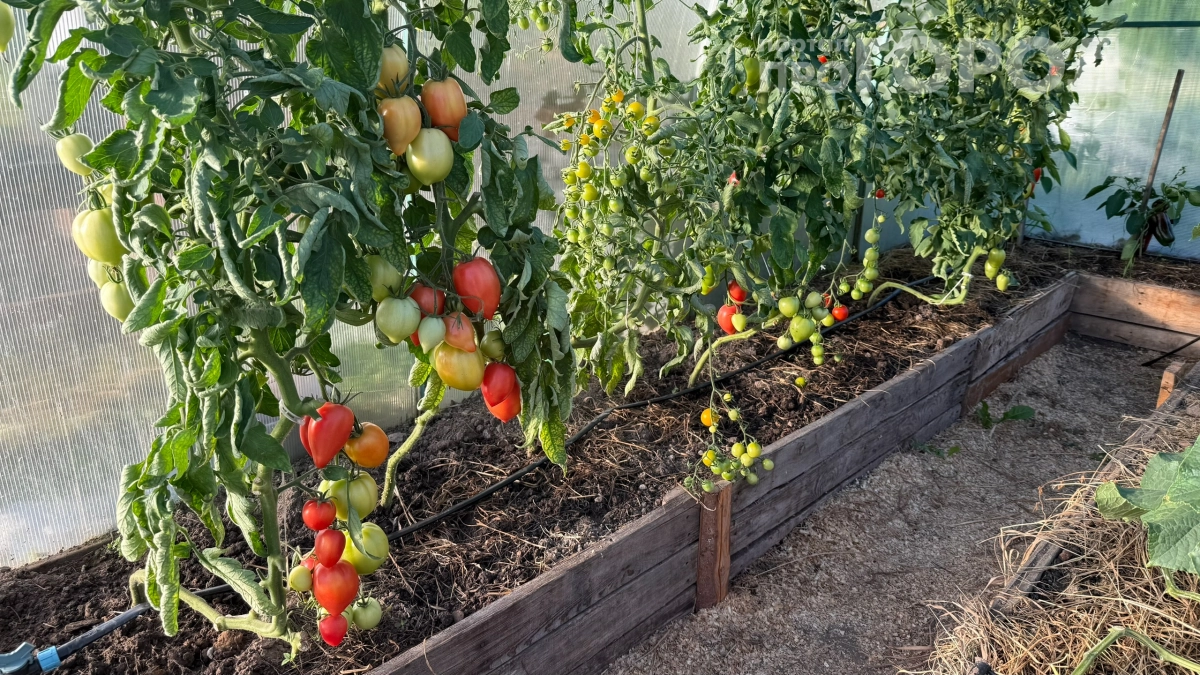 Забудьте про теплицы: этот томат растёт на улице даже при +5 °C — вот секрет небывалого урожая помидоров