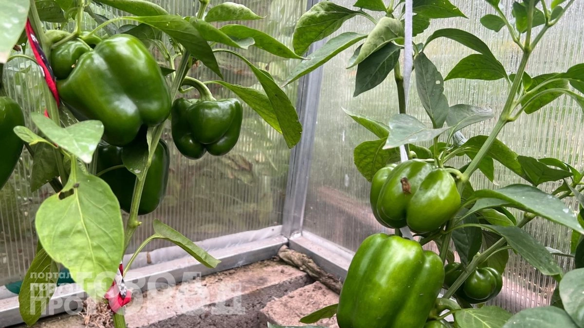 Забудьте про перекопку огорода: использую немецкую технологию посадки перцев и собираю двойной урожай