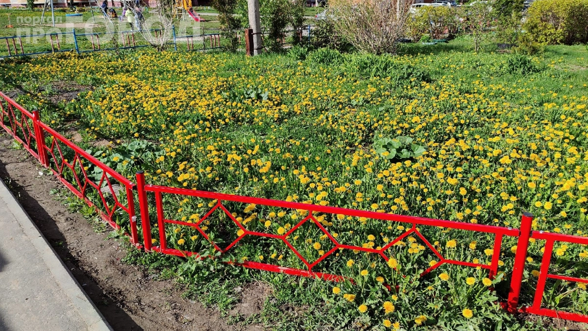 Сталин приказал засеять страну одуванчиками — и вот почему это было гениальным решением: раскрываем секрет