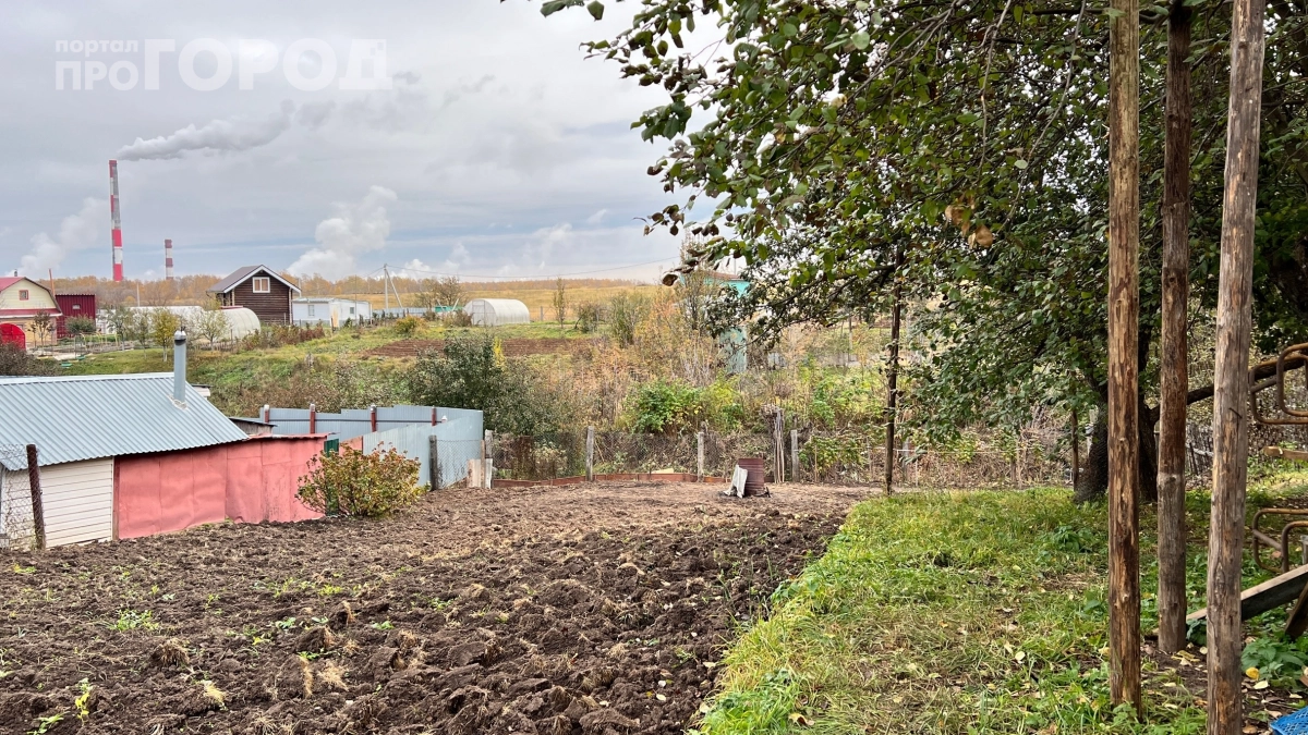 Дачники вешают бутылки на деревья — а зря: вот что на самом деле происходит с садом, когда вы прогоняете птиц