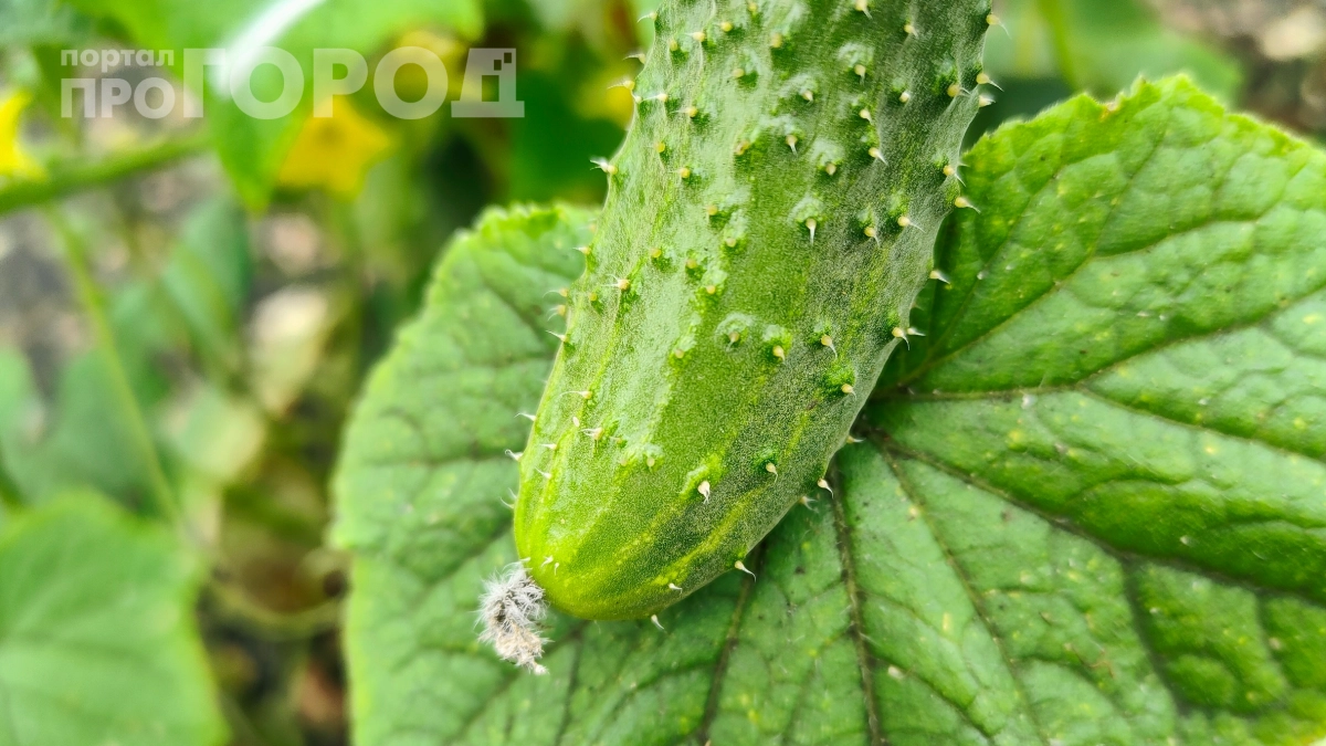 Сажаю огурцы на подоконнике только в мае: способ, который даст урожай раньше всех — соседи не поверят своим глазам