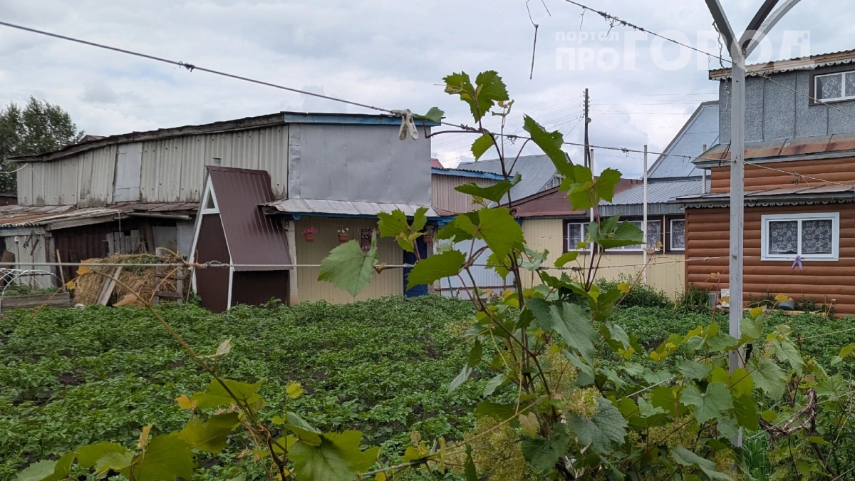 Запах из выгребной ямы исчезнет за 3 дня: копеечное средство, о котором молчат соседи — рассказываю секрет