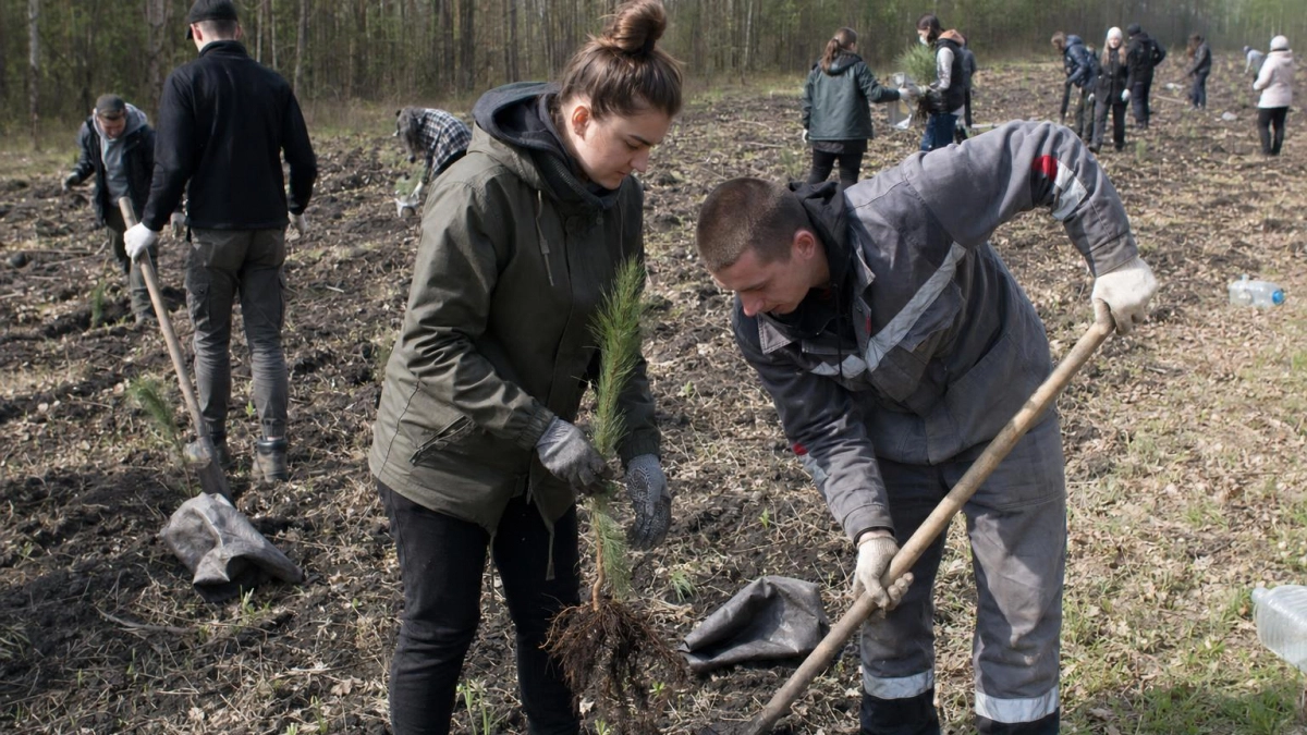 В Курском районе высадили лесные культуры на 1,2 гектара в рамках «Сада памяти»