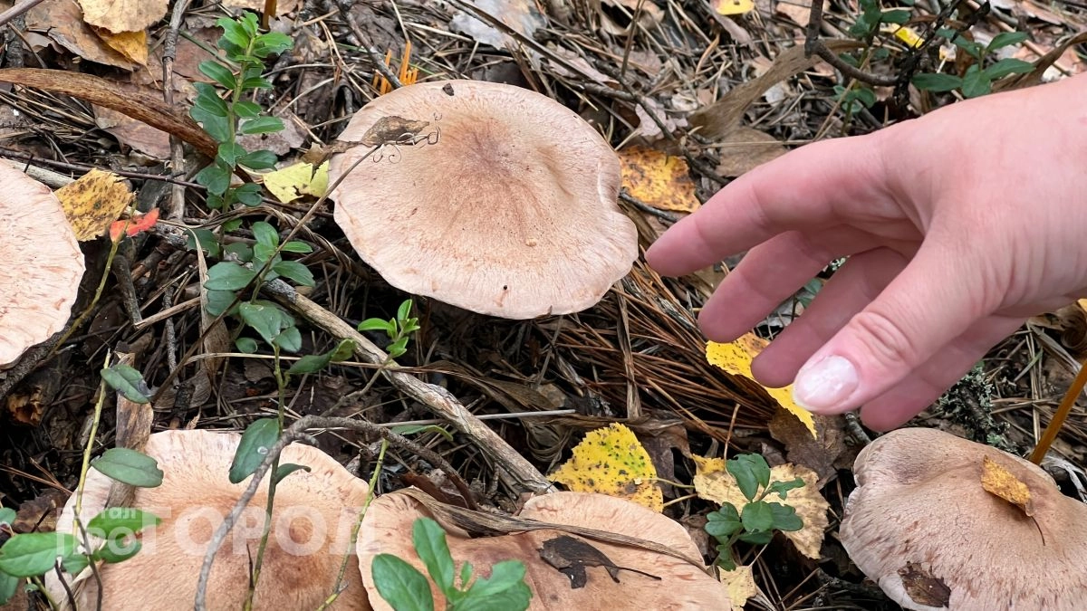 Много грибов и обильный урожай: какое лето обещает апрель в Курской области по народным приметам