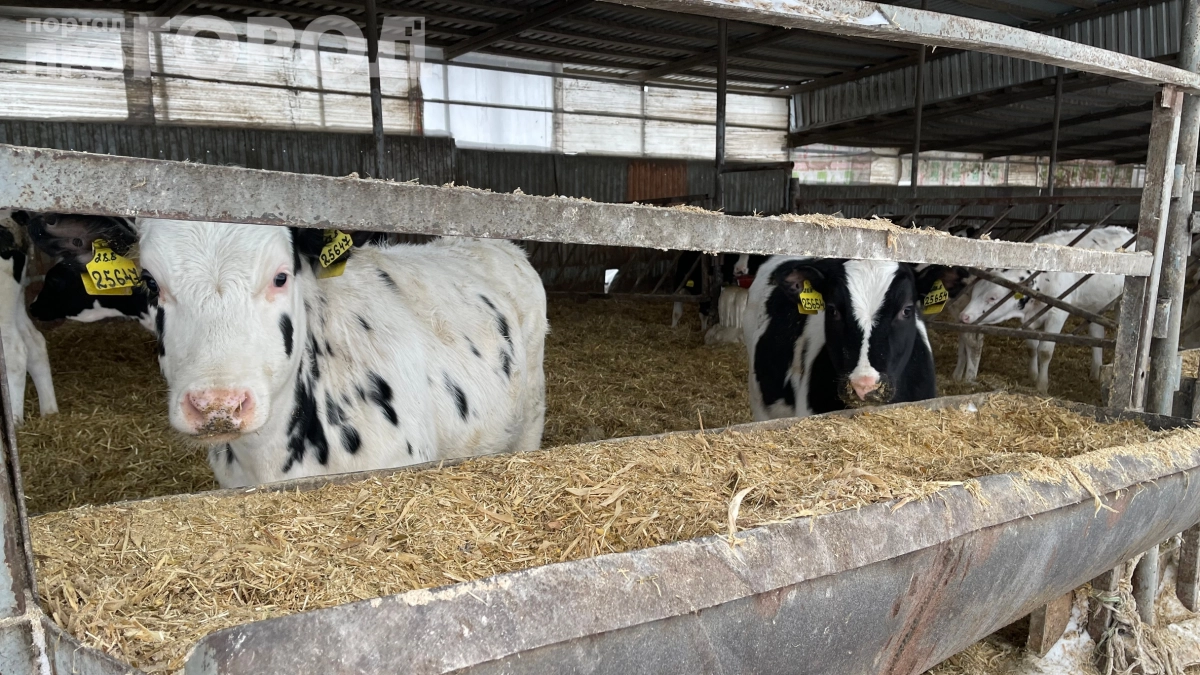 «Воняет навозом»: почему парное молоко теперь — признак бедности, а лапша быстрого приготовления — роскоши
