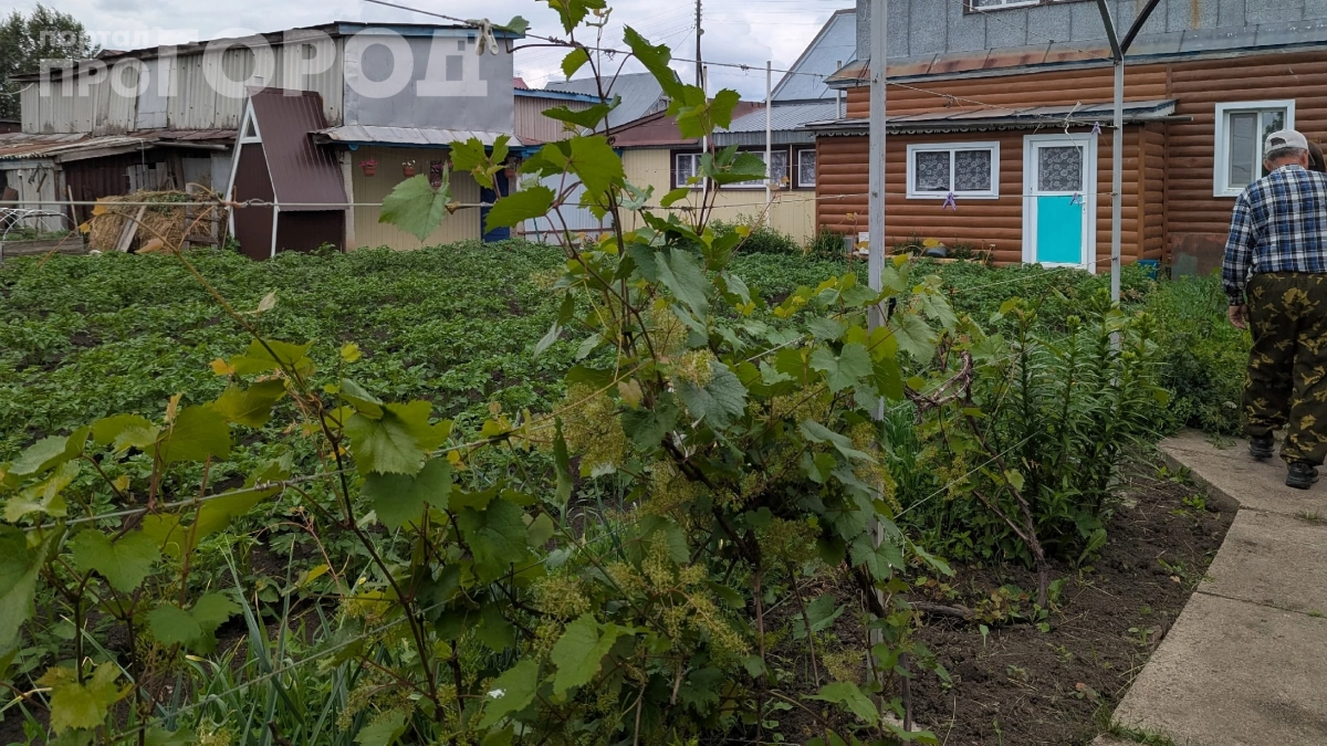 Бабушка клала камень у корня базилика — теперь я знаю почему: секрет, который работает веками