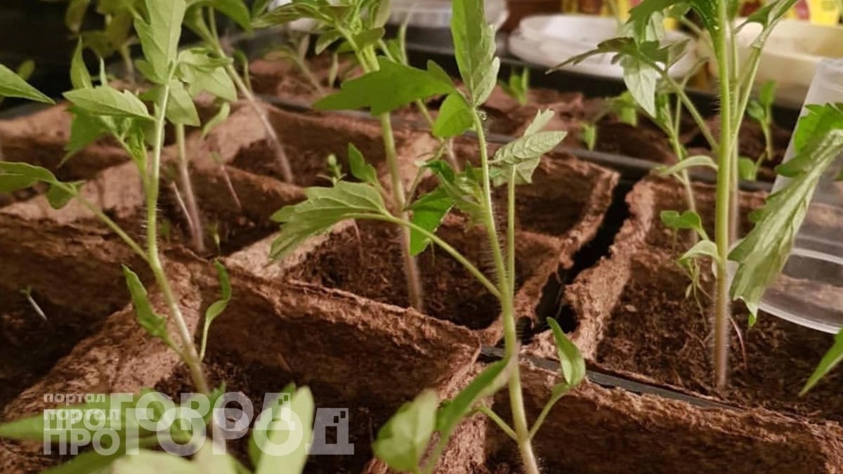 Добавляю этот простой продукт из кухни в воду: томаты и перцы становятся коренастыми уже через семь дней