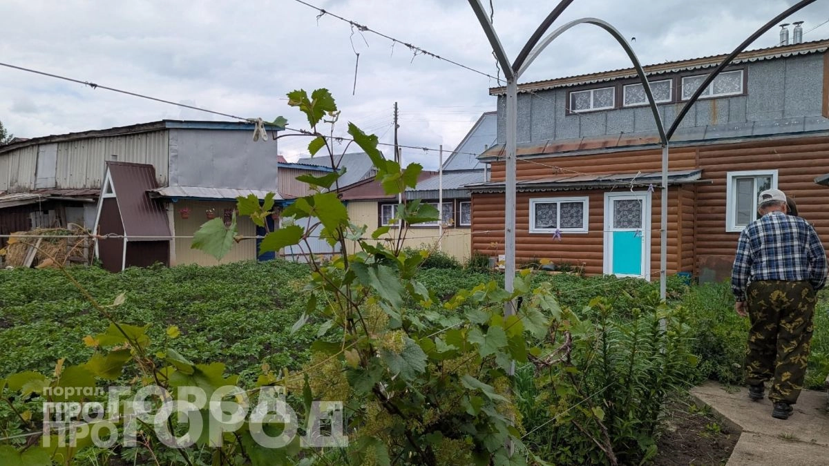 Копеечное аптечное средство для обильного урожая: поливаю им огород весь сезон и собираю овощи мешками