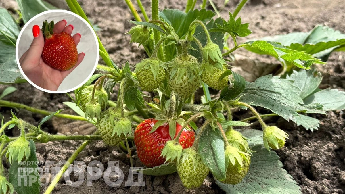 Добавьте этот копеечный состав в весенний полив клубники: результат превзойдет ожидания и ягоды станут как мед