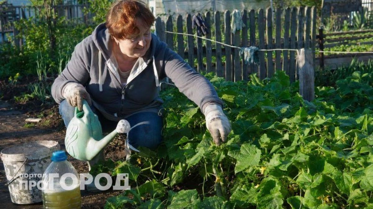 Уберите эти 5 вредных привычек из ухода за огурцами: результат превзойдет ожидания и урожай пойдет ведрами