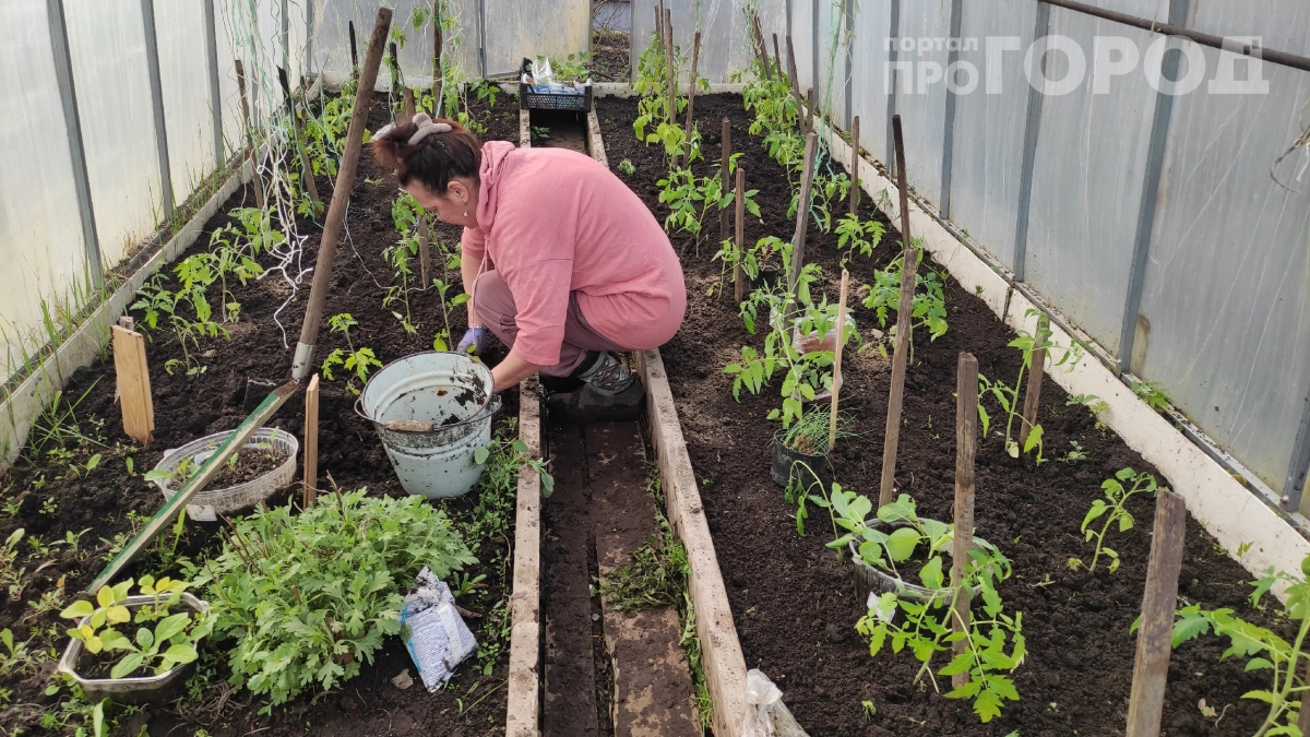 В Европе их используют на огороде — а мы выбрасываем, а зря: как картонные лотки спасут ваш урожай