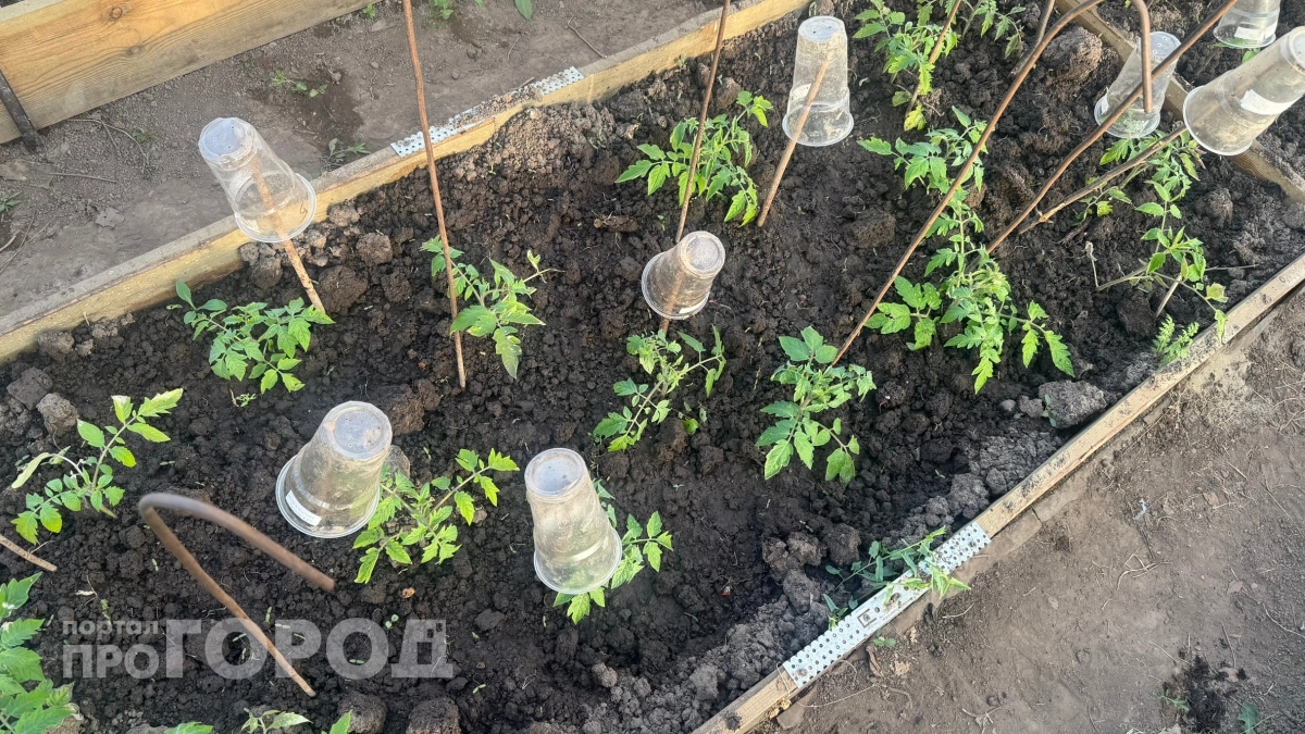 Сосед-огородник спас мои томаты одним странным действием — теперь плоды наливаются по 800 грамм