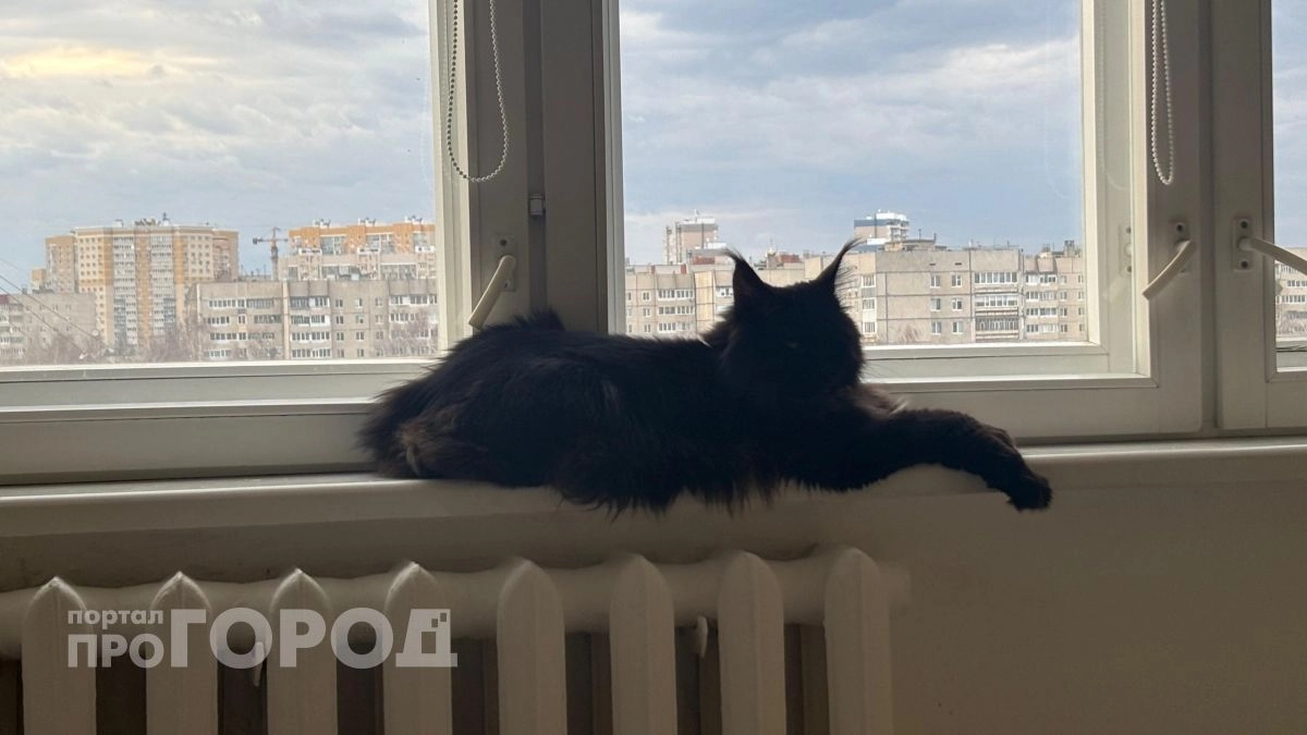 Ваша кошка остается одна: как на самом деле питомец переживает разлуку и можно ли оставлять его надолго