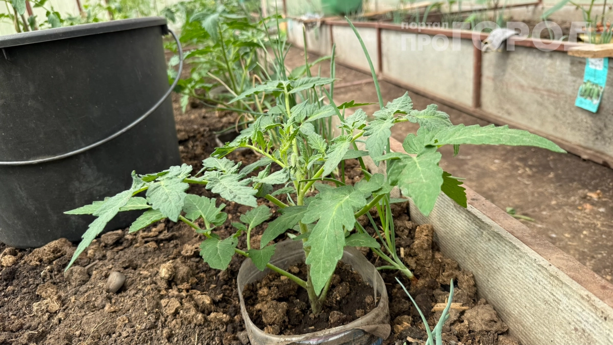 Растения «плачут» — и это тревожный знак: что скрывают капли на листьях
