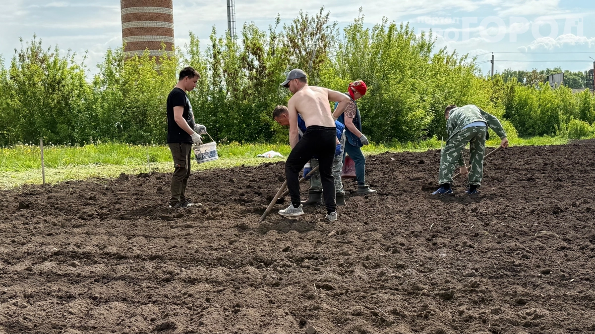 Картошка с грядки — и штраф в кармане: за что могут наказать дачника при продаже урожая
