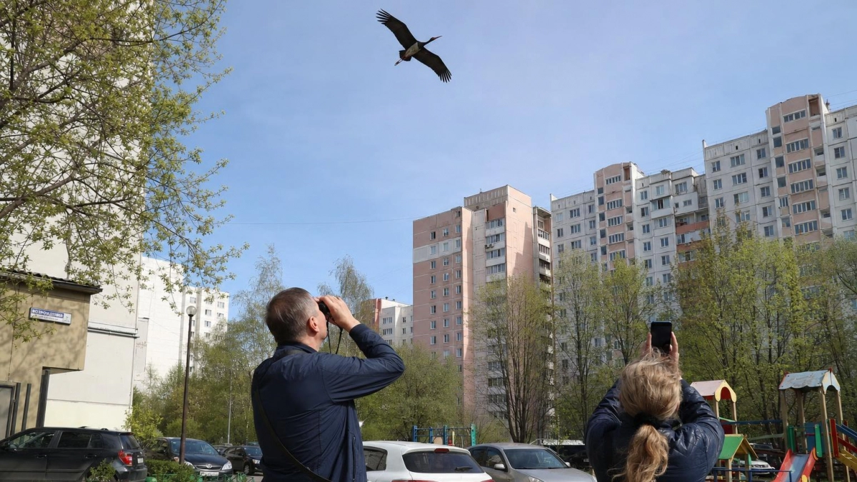 Редкий черный аист прилетел в Курск — лишь третий раз за историю наблюдений
