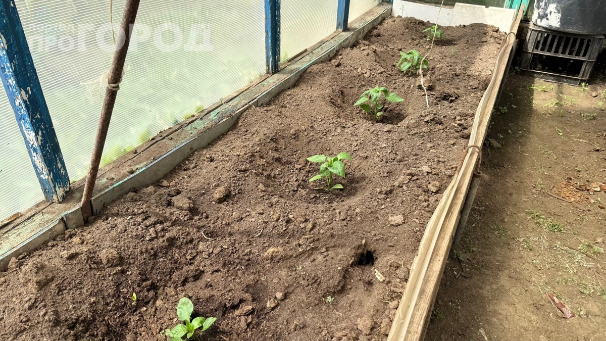 Стакан — и перец оживает: 3 подкормки, которые заставят кусты работать на урожай