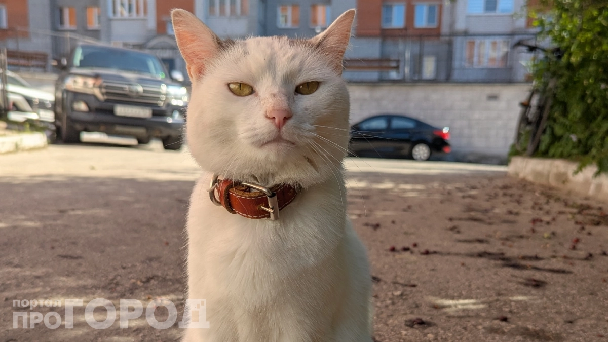Рыжие наглые, чёрные спокойные: что на самом деле говорит окрас кошки о её характере