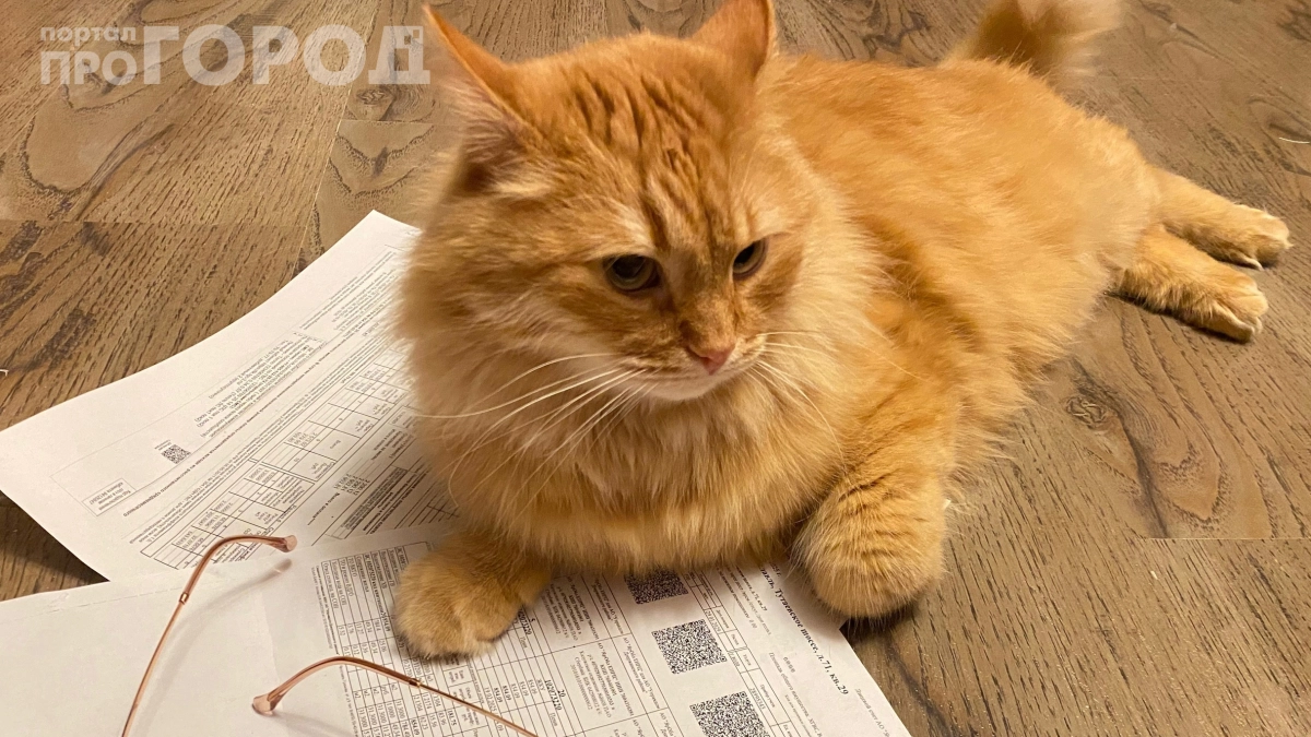 Коты делают это только с близкими: 3 тайных сигнала, которые вы годами понимали неправильно