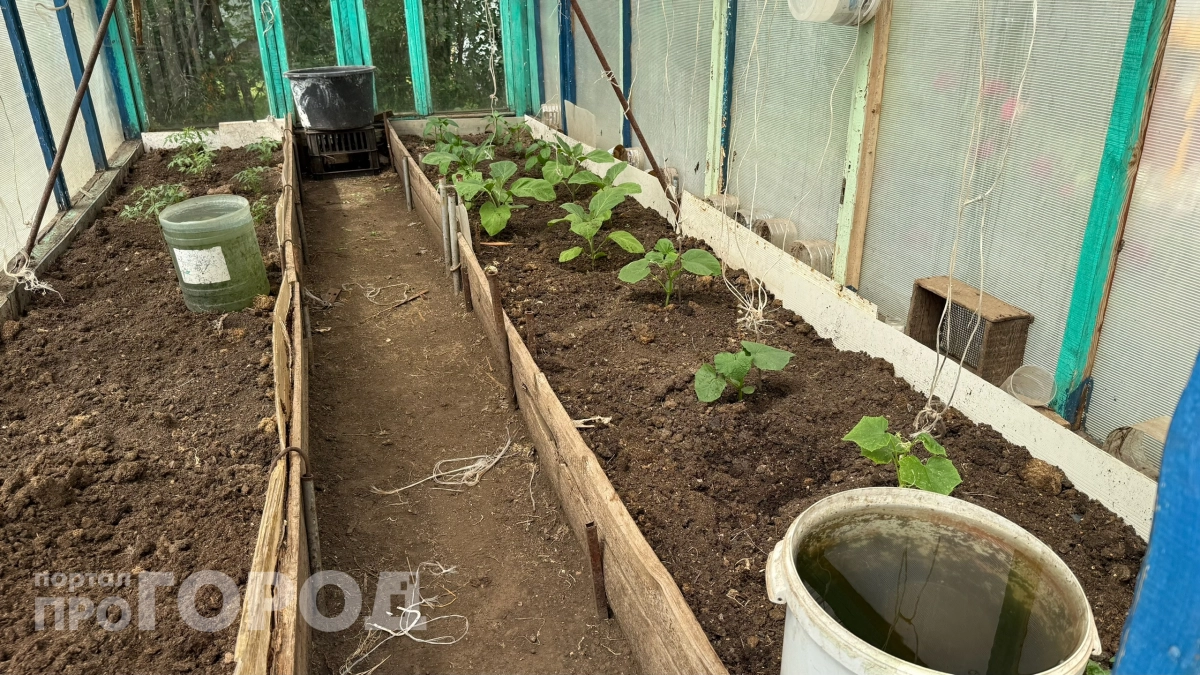 Не сыпьте золу, пока не прочитаете это: 5 ошибок, которые губят урожай огурцов