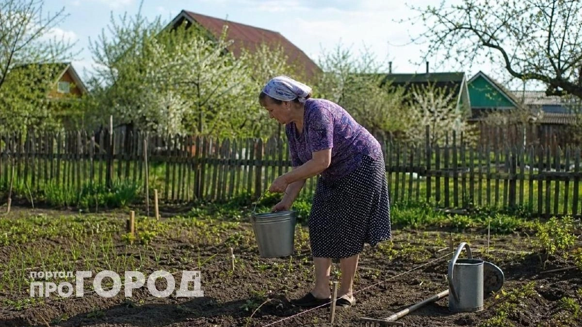 Хватит тратить деньги на яды: китайский метод борьбы с тлей требует всего 200 грамм средства на ведро воды
