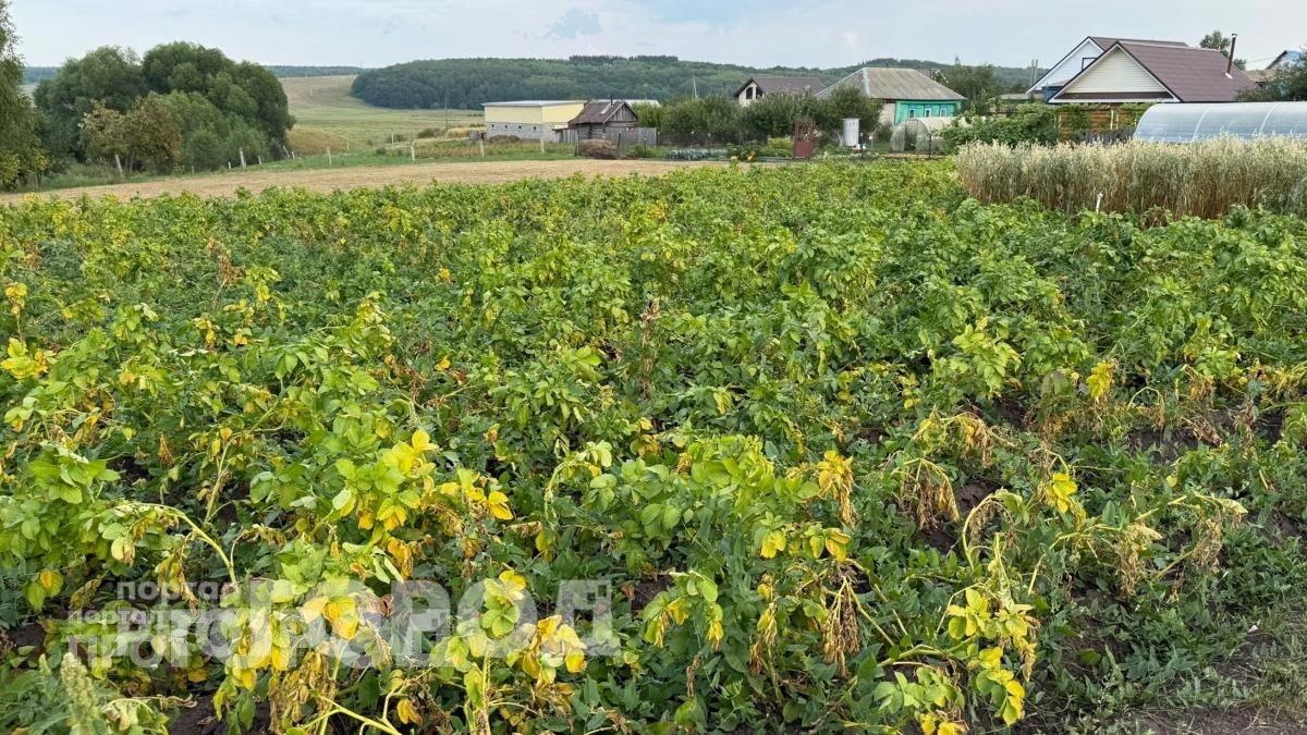 Избавилась от колорадского жука навсегда: просто высаживаю этот неприметный цветок по краям картофельных грядок
