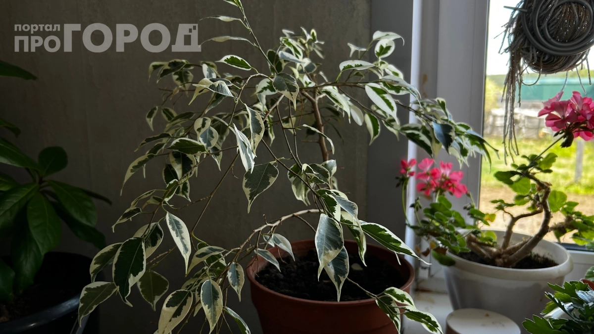 Густая крона фикуса без хлопот: секреты опытных цветоводов, о которых мало кто знает