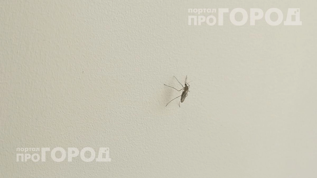 Комары исчезают через минуту после нанесения: простая смесь из двух аптечных средств отпугивает насекомых