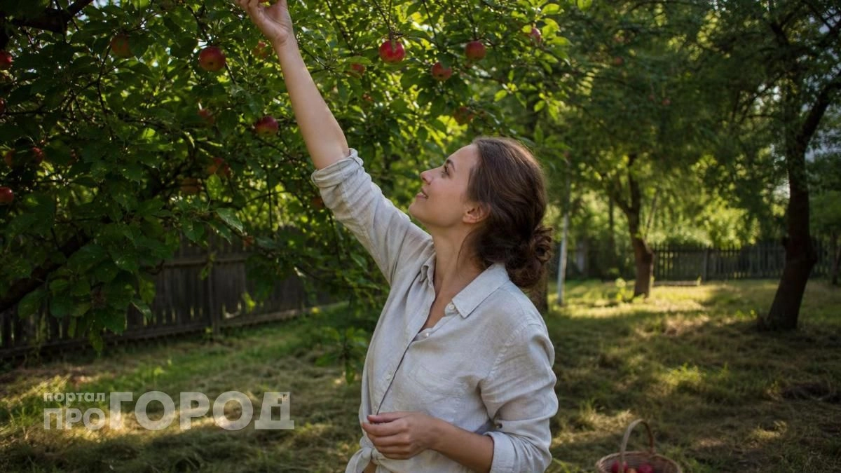 Яблоки останутся идеально чистыми без единого червяка: просто повесьте эту простую штуку в начале июня