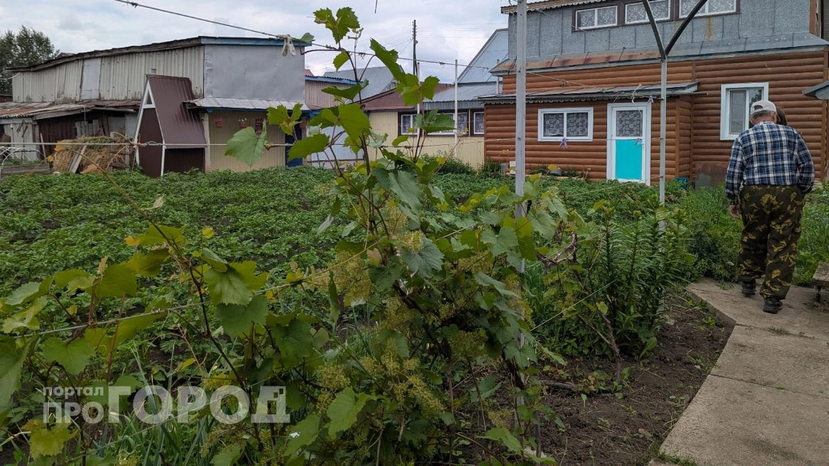 Забудьте про прополку навсегда: вылейте один стакан этого состава на грядки и сорняки погибнут до рассвета