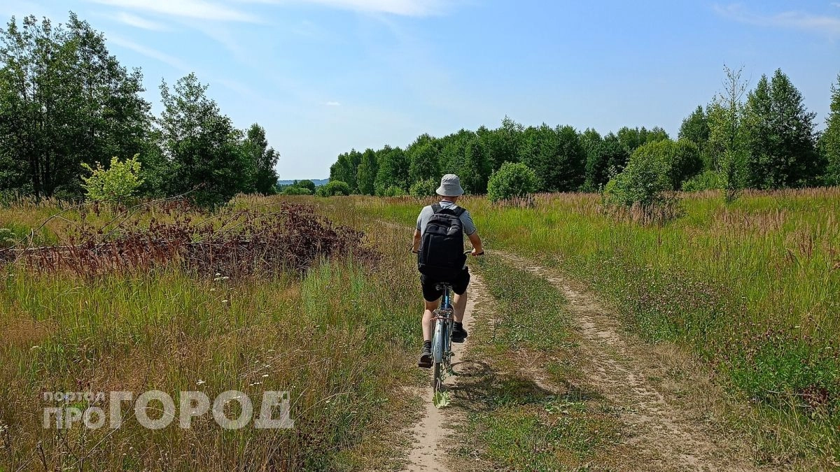 Забудьте о страхе перед укусами: простой способ сделать ваш участок абсолютно невидимым для всех гадюк
