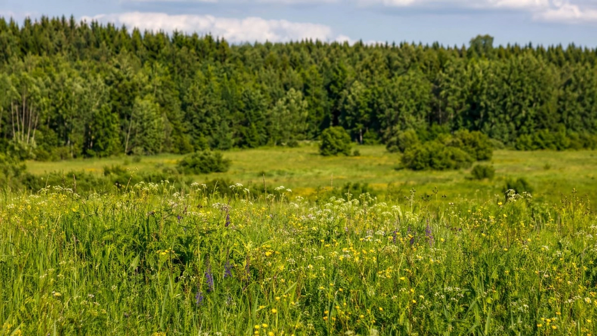 В Курской области создали охранные зоны в охотугодьях площадью до 10%
