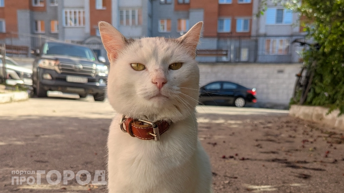 Хватит мучить питомца осмотрами: пол кошки легко определяется по форме мордочки всего за одну секунду