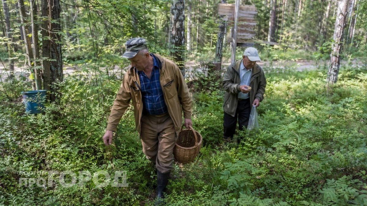Где искать грибы в Курской области: проверенные места и советы грибникам