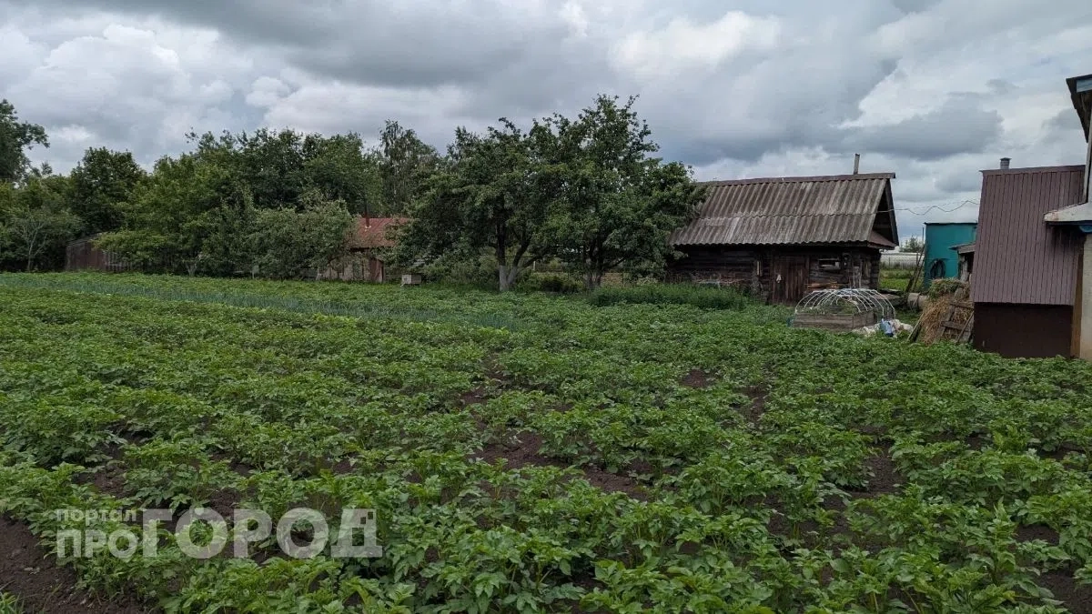 Больше не мучаюсь с ручным сбором жуков: этот копеечный раствор сработал лучше любой дорогой химии