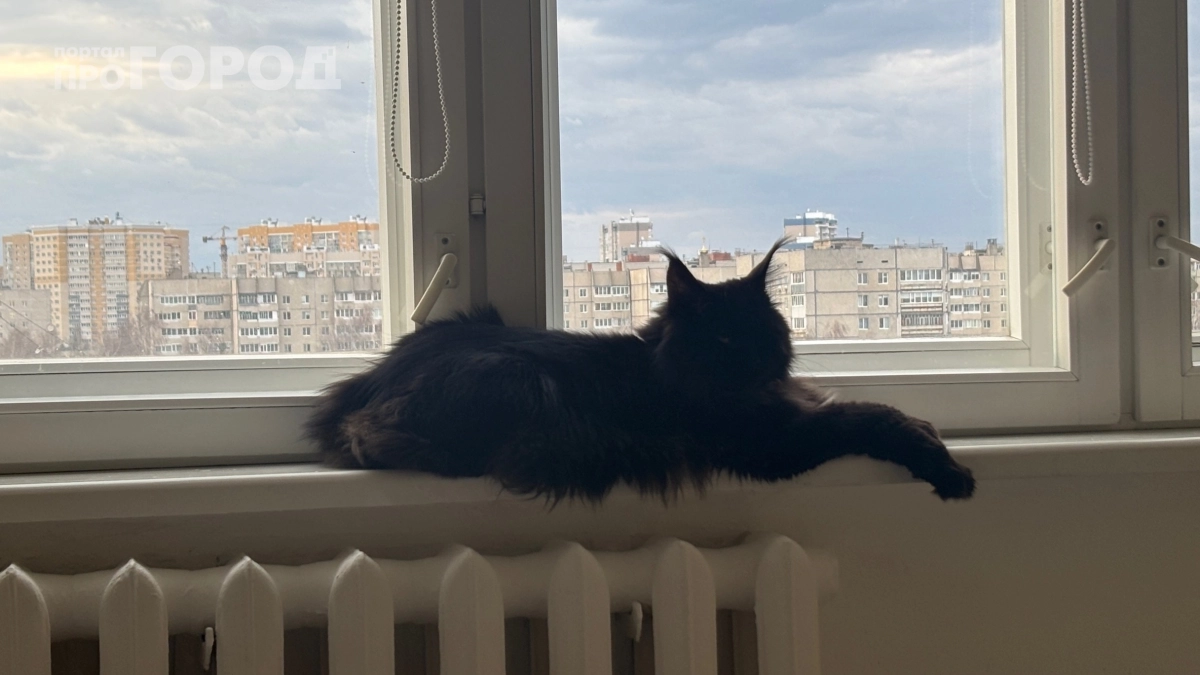 Ваша кошка готовится к уходу: пять скрытых признаков в поведении, которые важно вовремя заметить владельцу