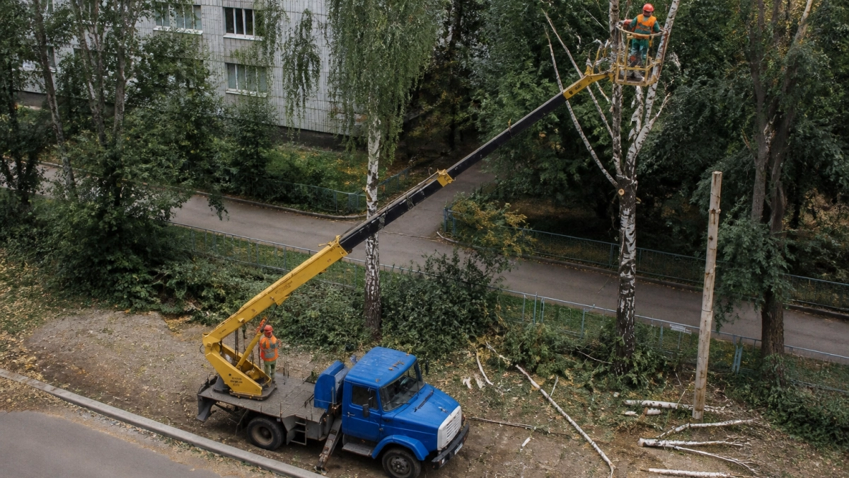 В Курске за неделю убрали аварийные деревья и высадили новые липы