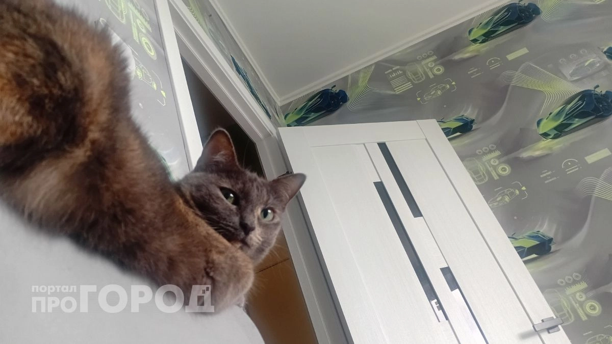 Кошка плачет не от грусти: ветеринары назвали опасный симптом, который владельцы часто игнорируют