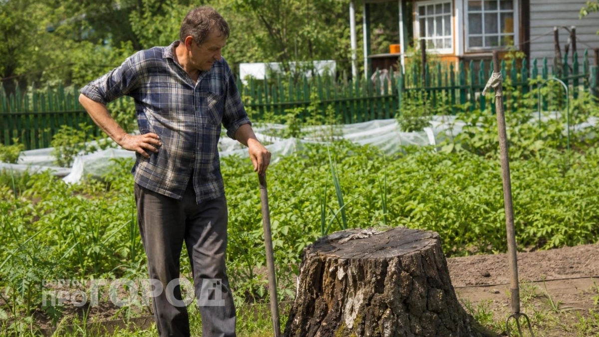 Хватит мучиться с лопатой: китайский способ удаления пней с участка работает без физического труда