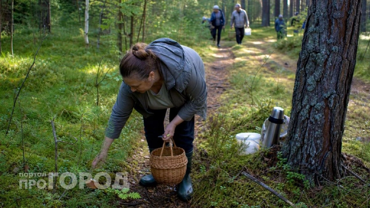 Где в Курской области собирают полные корзины белых грибов