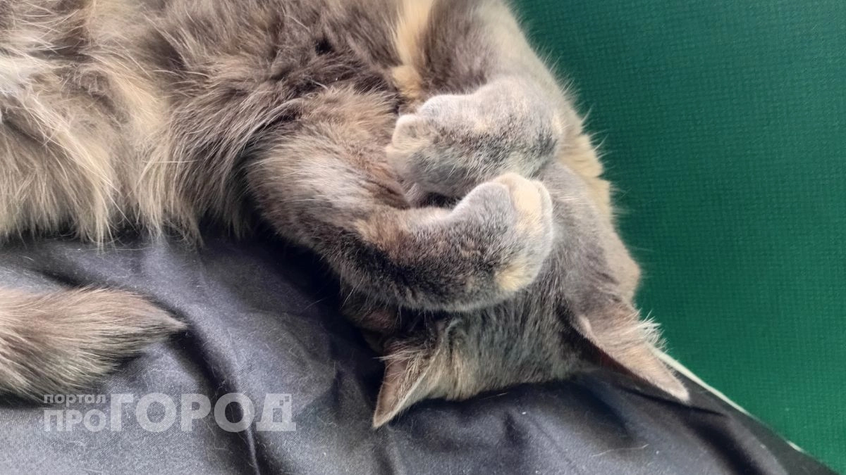 Перестаньте ругать кошку за проделки: вот что она на самом деле испытывает в момент вашего гнева