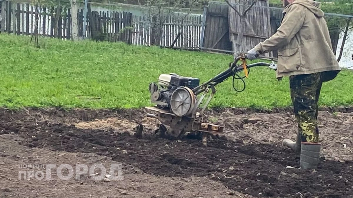Больше никакой горчицы: этот доступный сидерат превращает любую глину в рыхлый чернозем без лишних затрат